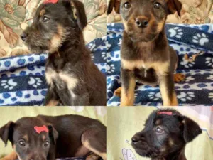 Cachorro raça SRD idade 2 a 6 meses nome Filhotes Felipe