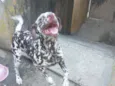Zoe