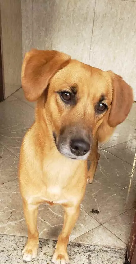 Cachorro ra a SRD idade 7 a 11 meses nome Nina
