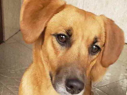 Cachorro ra a SRD idade 7 a 11 meses nome Nina
