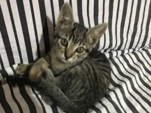 Gato raça Sem raça  idade 2 a 6 meses nome Não tem 