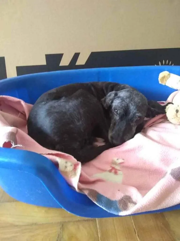 Cachorro ra a Mistura com Lasha Apso idade 5 anos nome Mel
