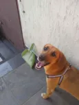 Nina