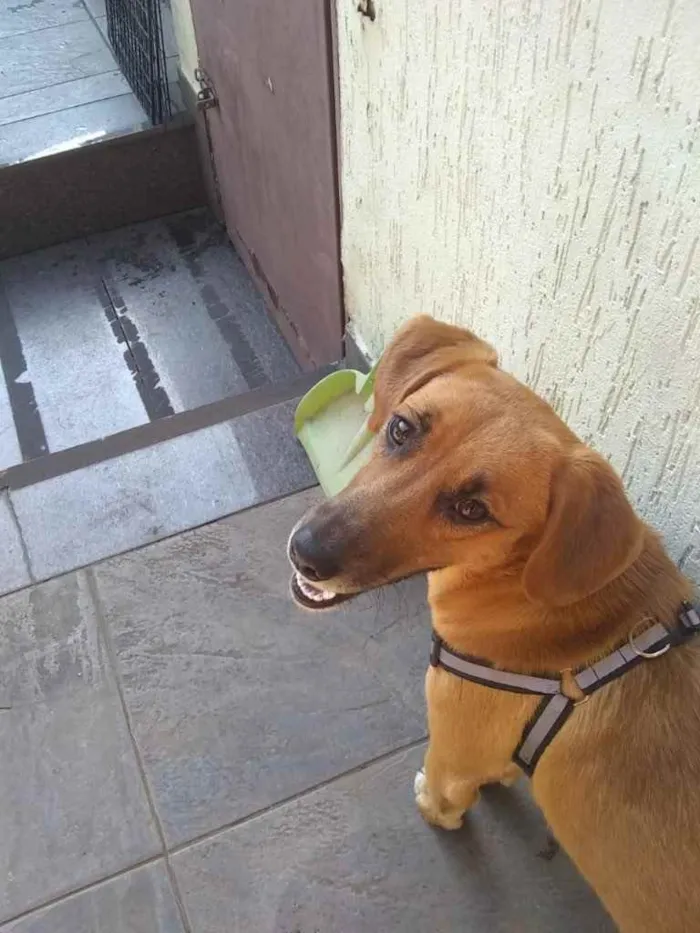 Cachorro ra a SRD idade 7 a 11 meses nome Nina