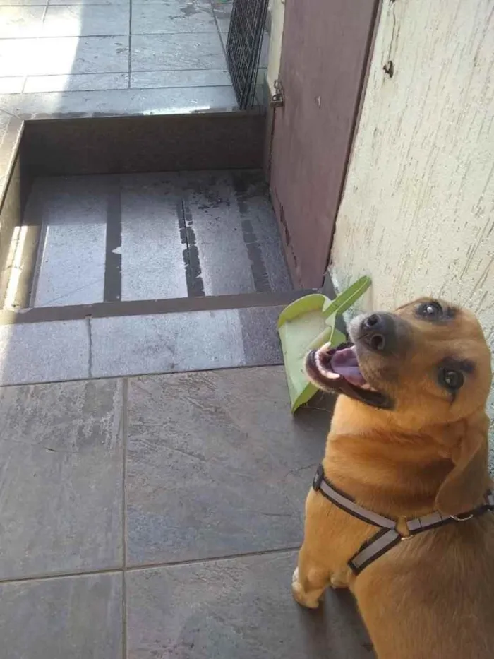 Cachorro ra a SRD idade 7 a 11 meses nome Nina