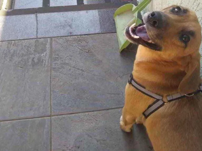 Cachorro ra a SRD idade 7 a 11 meses nome Nina