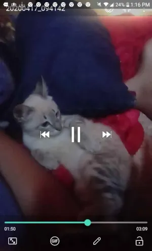 Gato raça Siames idade  nome Chico