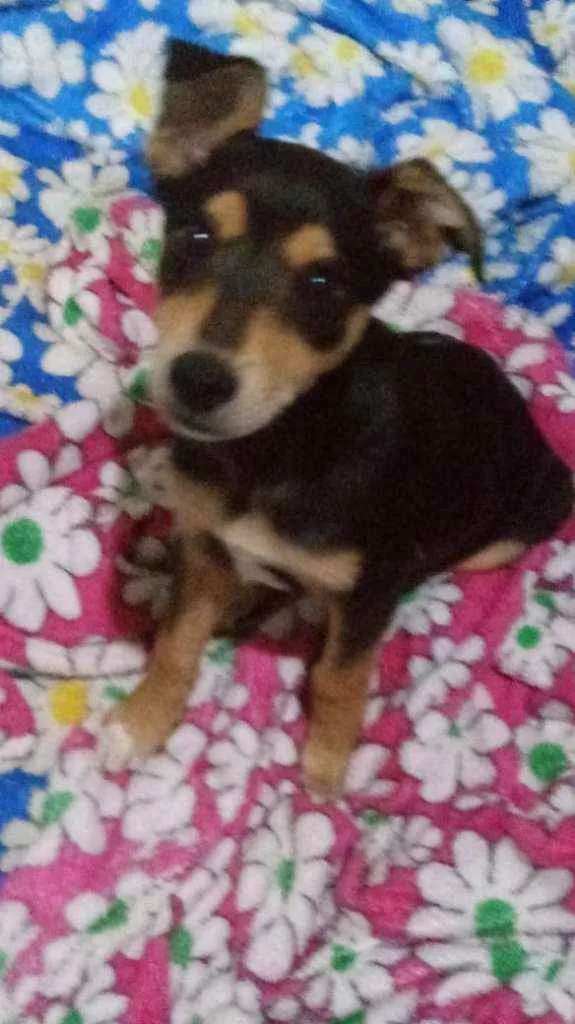 Cachorro ra a Srd idade 2 a 6 meses nome Amanda