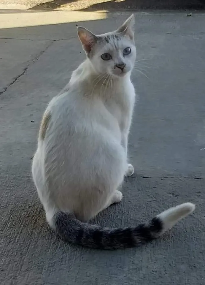 Gato ra a Mistura de raça idade 7 a 11 meses nome Max