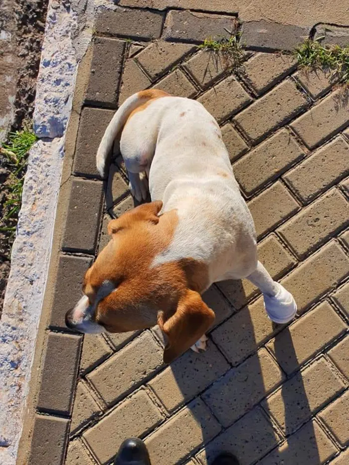 Cachorro ra a Srd idade 7 a 11 meses nome Break