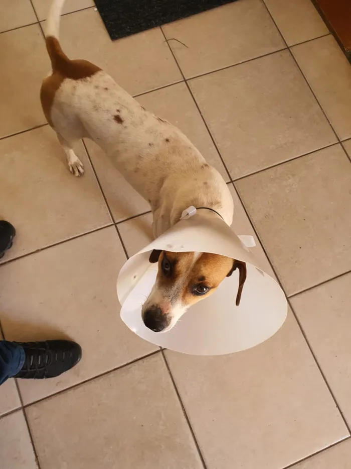 Cachorro ra a Srd idade 7 a 11 meses nome Break