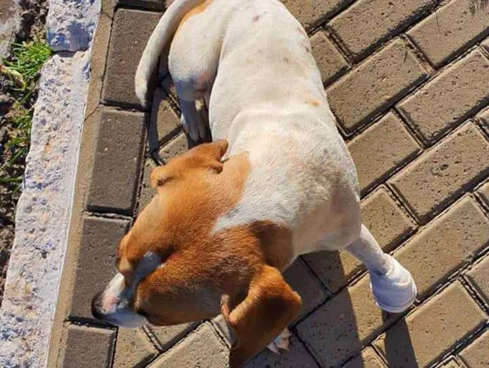 Cachorro ra a Srd idade 7 a 11 meses nome Break
