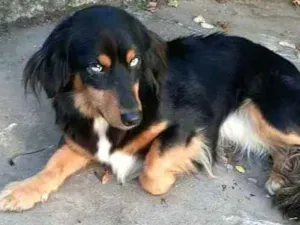 Cachorro raça  idade 5 anos nome Lilica 