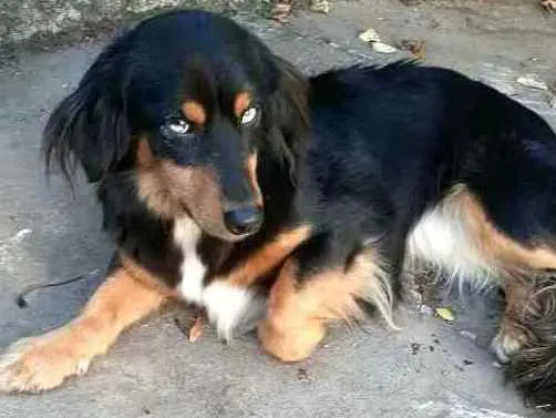 Cachorro ra a  idade 5 anos nome Lilica 