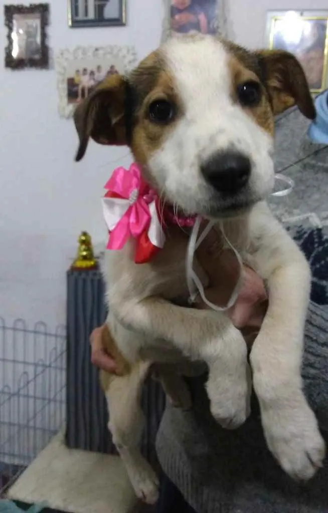 Cachorro ra a Srd  idade  nome Nina 
