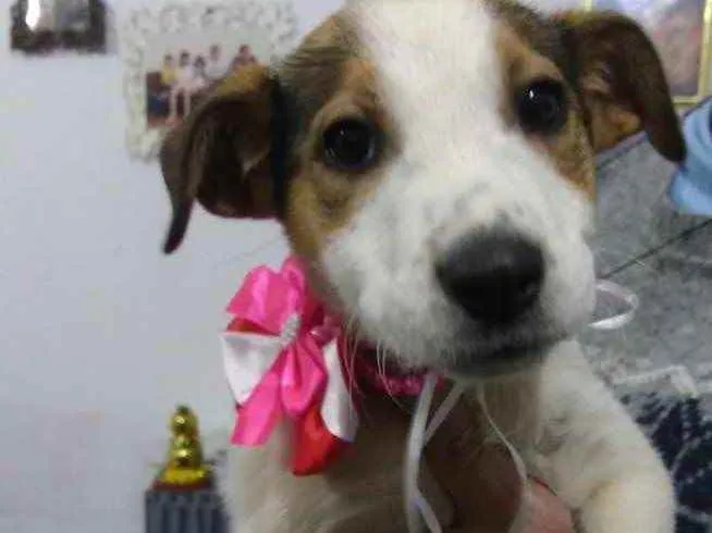 Cachorro ra a Srd  idade  nome Nina 