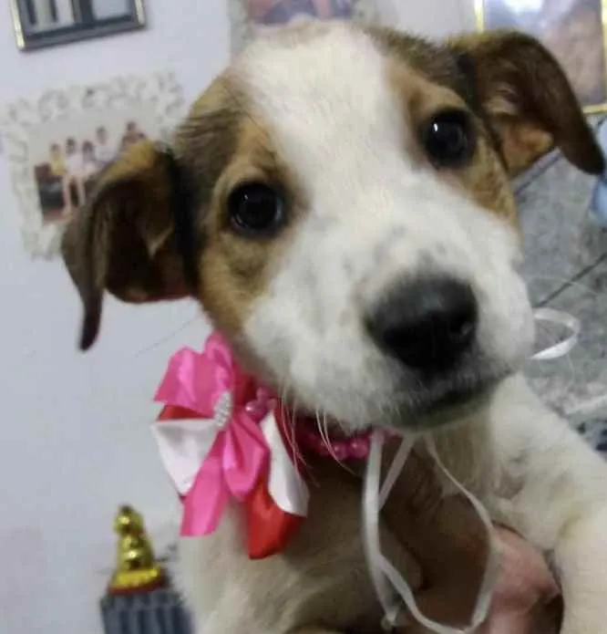 Cachorro ra a Srd  idade  nome Nina 