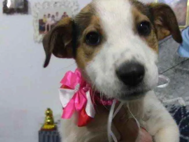 Cachorro ra a Srd  idade  nome Nina 