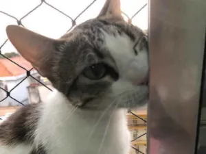 Gato raça Srd idade 1 ano nome Emily