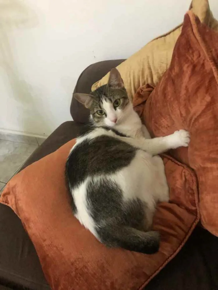 Gato ra a Srd idade 1 ano nome Emily