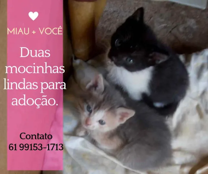Gato ra a SRD idade 2 a 6 meses nome Casal para adoção