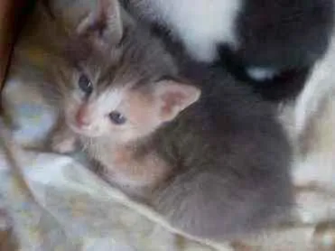 Gato ra a SRD idade 2 a 6 meses nome Casal para adoção