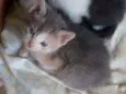 Casal para adoção