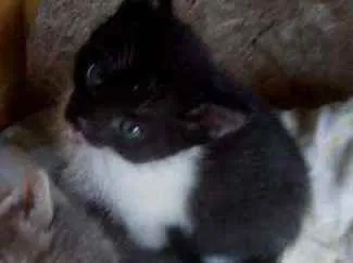 Gato ra a SRD idade 2 a 6 meses nome Casal para adoção