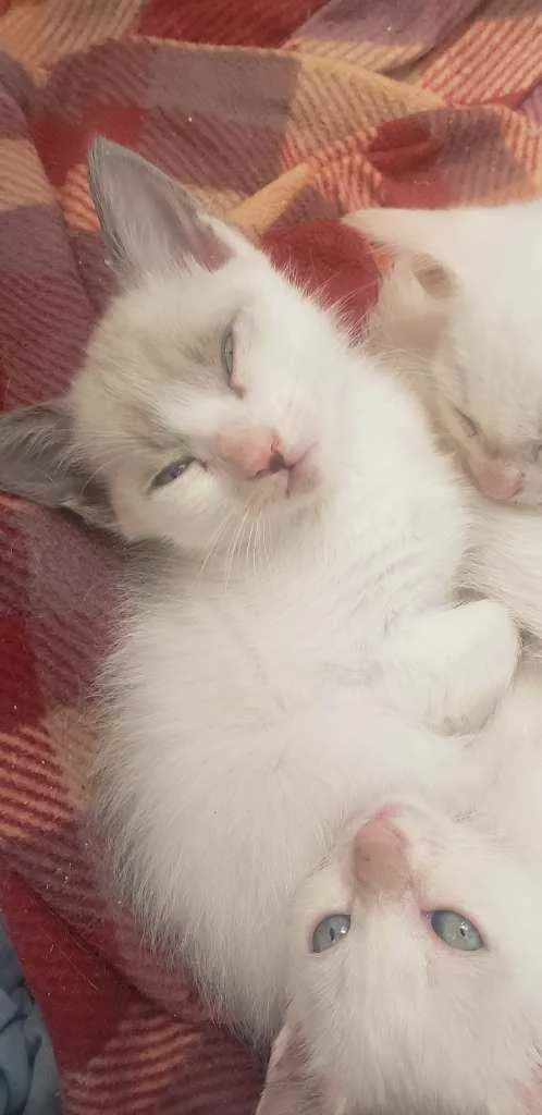 Gato ra a RNI idade Abaixo de 2 meses nome Filhotes para adoção