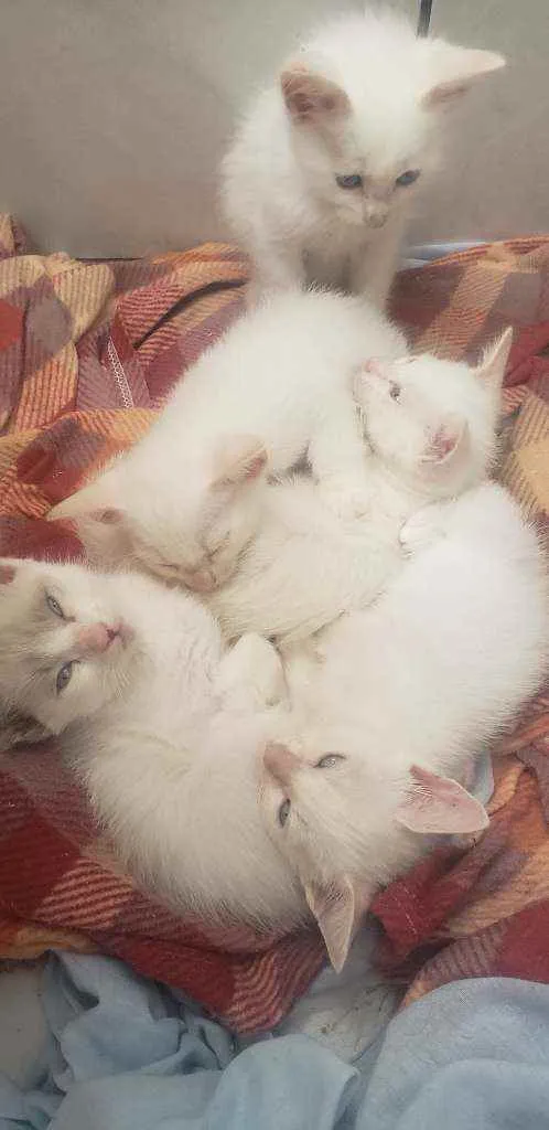 Gato ra a RNI idade Abaixo de 2 meses nome Filhotes para adoção