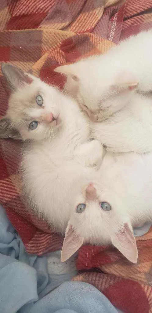 Gato ra a RNI idade Abaixo de 2 meses nome Filhotes para adoção