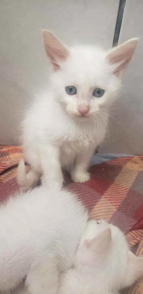 Gato ra a RNI idade Abaixo de 2 meses nome Filhotes para adoção