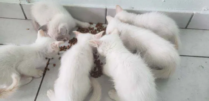 Gato ra a RNI idade Abaixo de 2 meses nome Filhotes para adoção