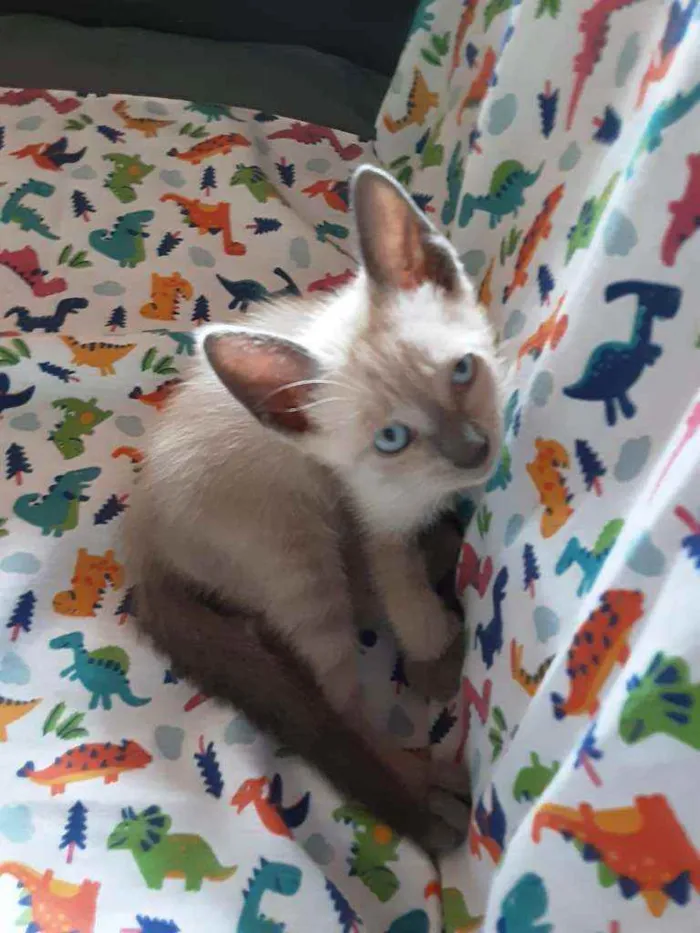 Gato ra a Siames idade Abaixo de 2 meses nome Nino