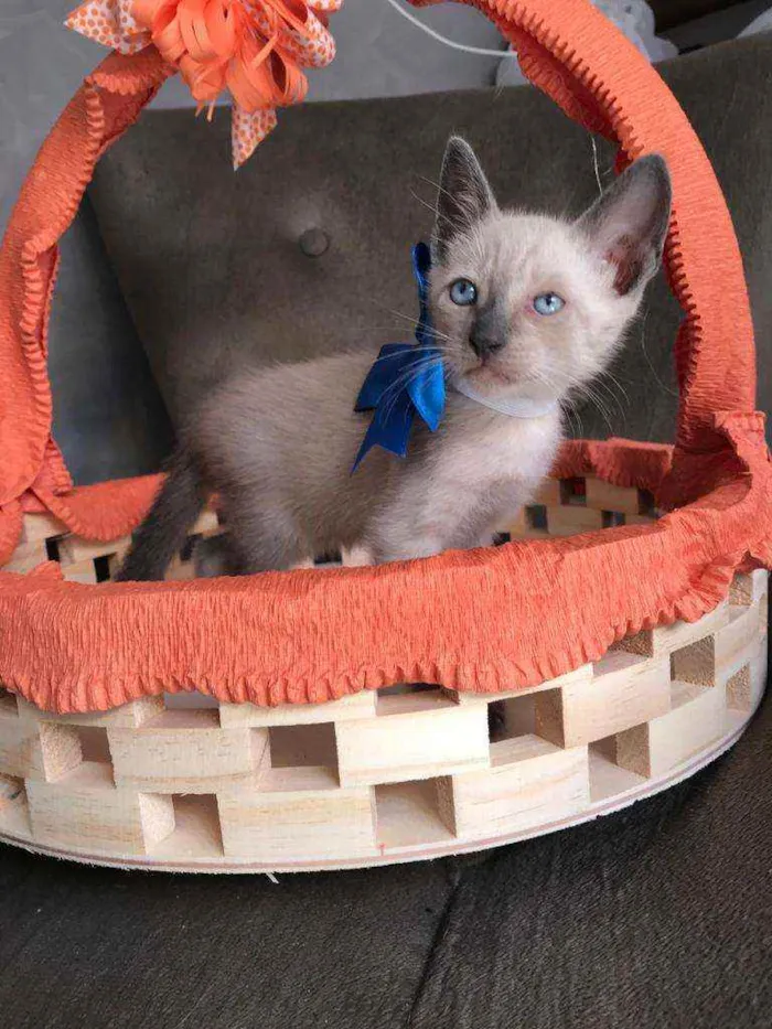 Gato ra a Siames idade Abaixo de 2 meses nome Nino