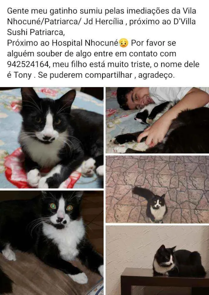 Gato ra a frajola vira lata  idade 7 a 11 meses nome Tony