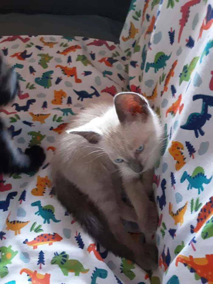 Gato ra a Siames idade Abaixo de 2 meses nome Nino