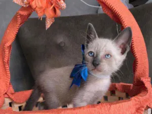 Gato raça Siames idade Abaixo de 2 meses nome Nino