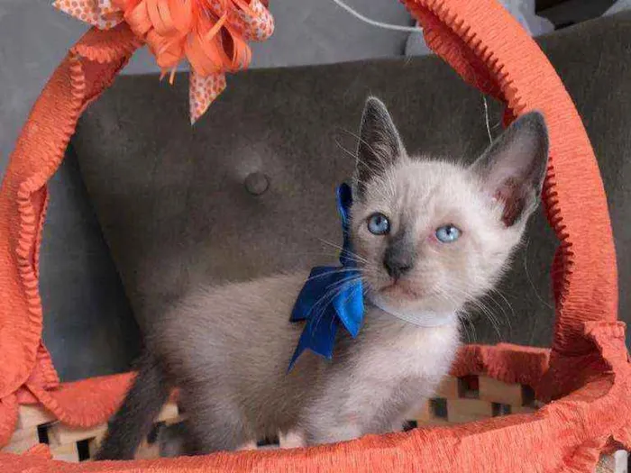 Gato ra a Siames idade Abaixo de 2 meses nome Nino