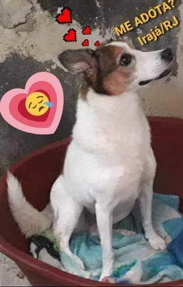 Cachorro ra a SRD idade 6 ou mais anos nome Mel