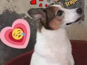 Cachorro raça SRD idade 6 ou mais anos nome Mel