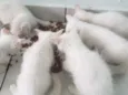 Filhotes para adoção