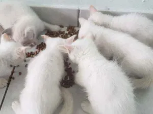 Gato raça RNI idade Abaixo de 2 meses nome Filhotes para adoção