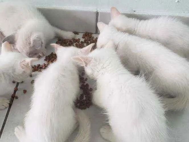 Gato ra a RNI idade Abaixo de 2 meses nome Filhotes para adoção