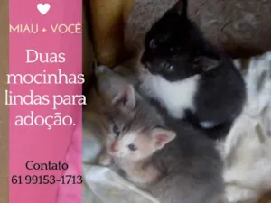 Gato raça SRD idade 2 a 6 meses nome Casal para adoção