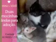 Casal para adoção