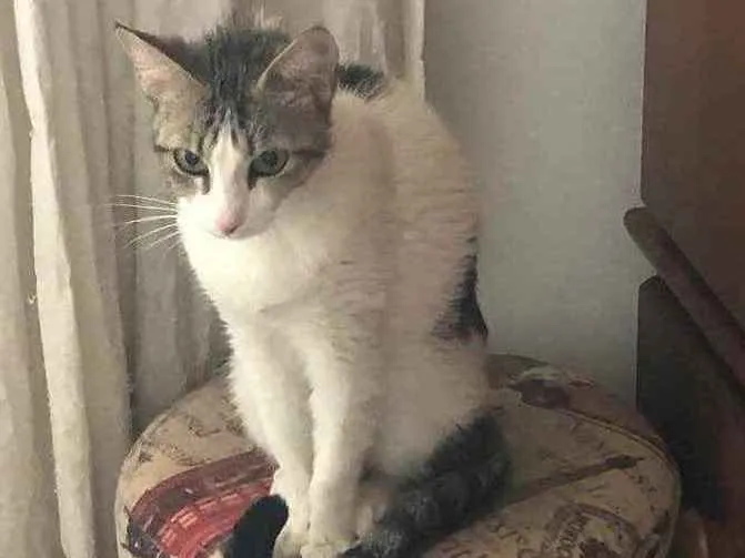 Gato ra a Srd idade 1 ano nome Emily