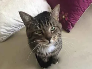 Gato raça Srd idade 3 anos nome Óliver