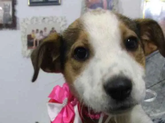 Cachorro ra a Srd  idade  nome Nina 
