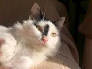 Gato raça srd idade 7 a 11 meses nome TIM